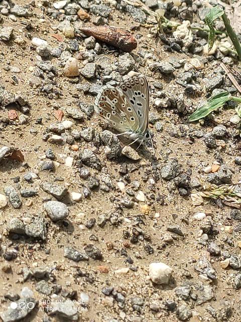 Polyommatus coridon - ezüstkék boglárka