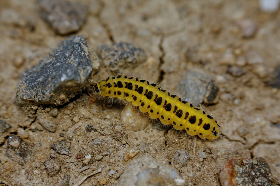 Zygaena filipendulae - acélszínű csüngőlepke