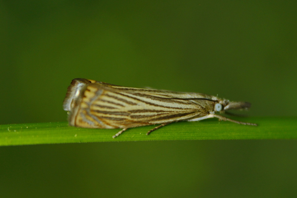 Chrysoteuchia culmella - kerti fűgyökérmoly