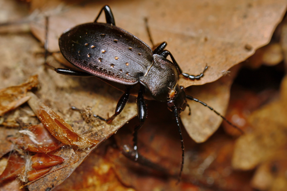 Carabus hortensis - aranypettyes futrinka Carabus hortensis - aranypettyes futrinka