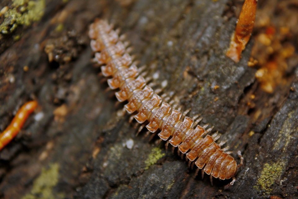 Polydesmus