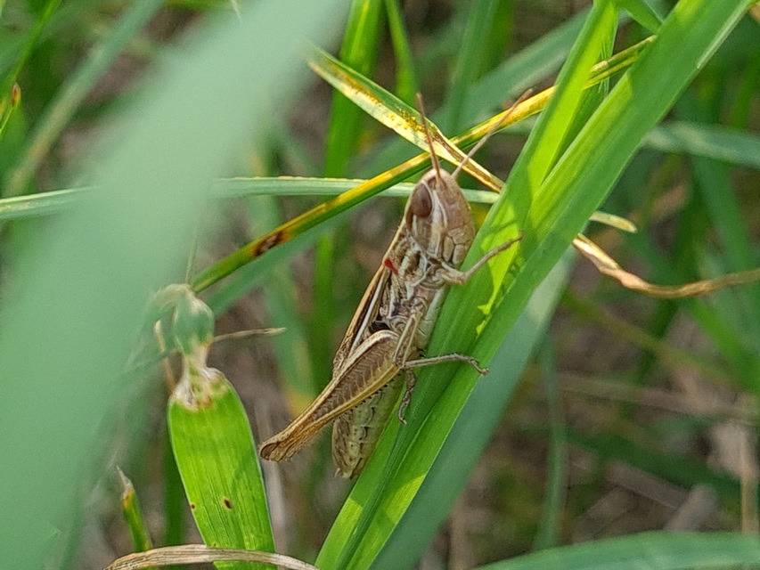 Euchorthippus declivus - rövidszárnyú rétisáska