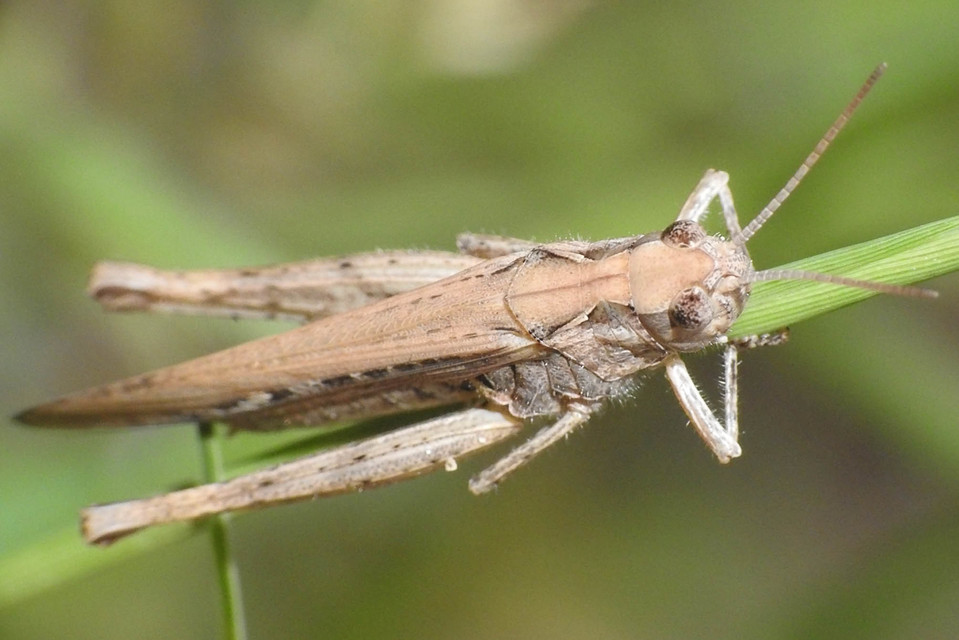 Chorthippus brunneus - közönséges tarlósáska