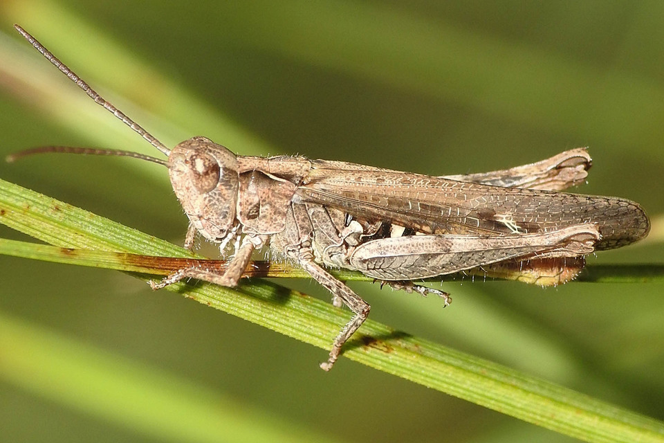 Chorthippus brunneus - közönséges tarlósáska