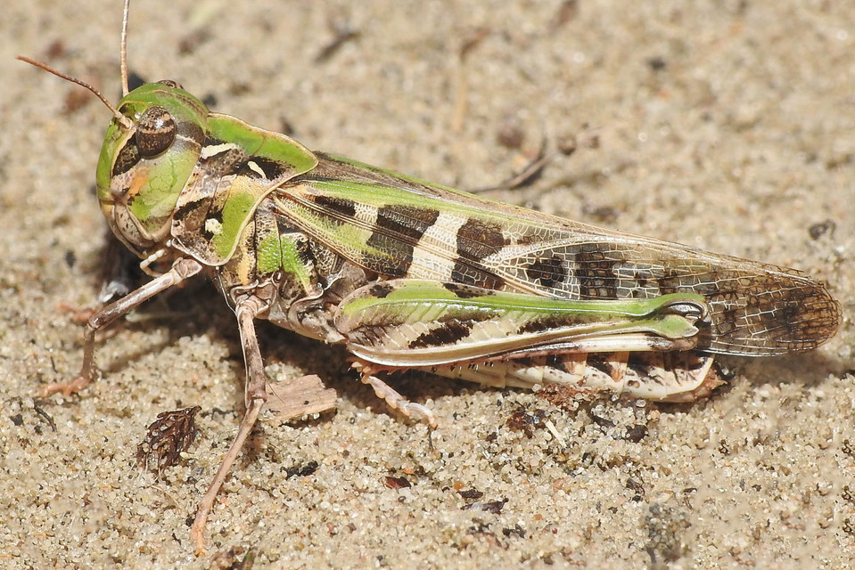 Oedaleus decorus - szalagos sáska