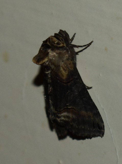 Abrostola triplasia - közönséges csalánbagoly