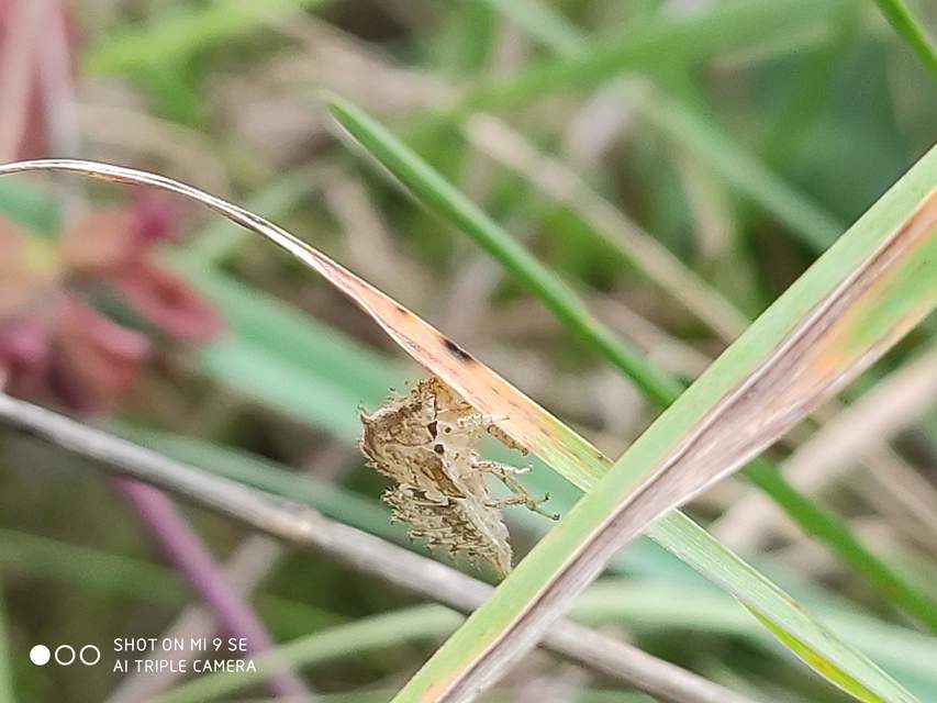 Stictocephala bisonia - bivalykabóca