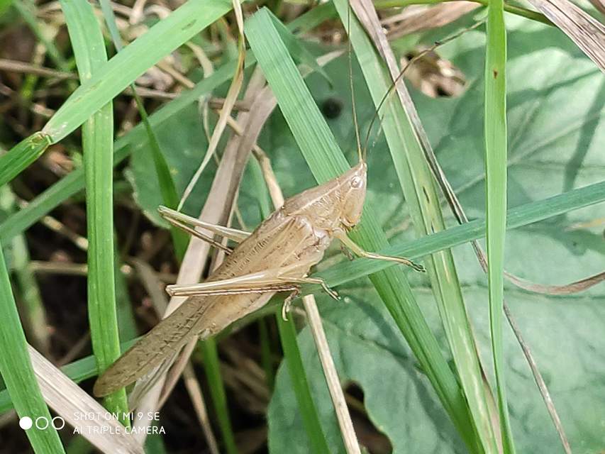 Ruspolia nitidula - nagy kúpfejűszöcske