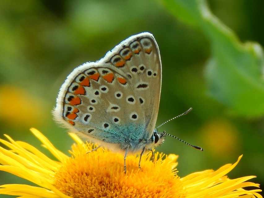 Polyommatus icarus - közönséges boglárka