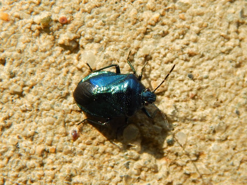 Zicrona caerulea - acélkék poloska Zicrona caerulea - acélkék poloska
