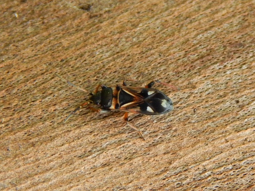 Raglius alboacuminatus - tarka díszesbodobács