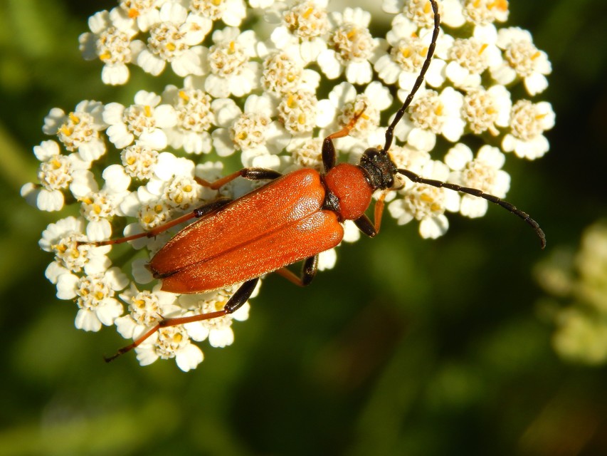Stictoleptura rubra - vörös virágcincér