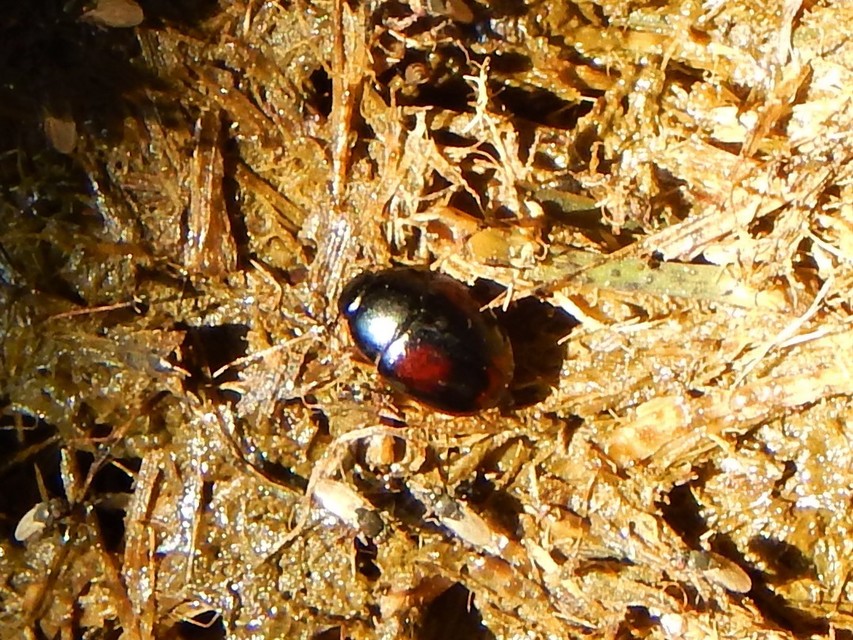 Sphaeridium