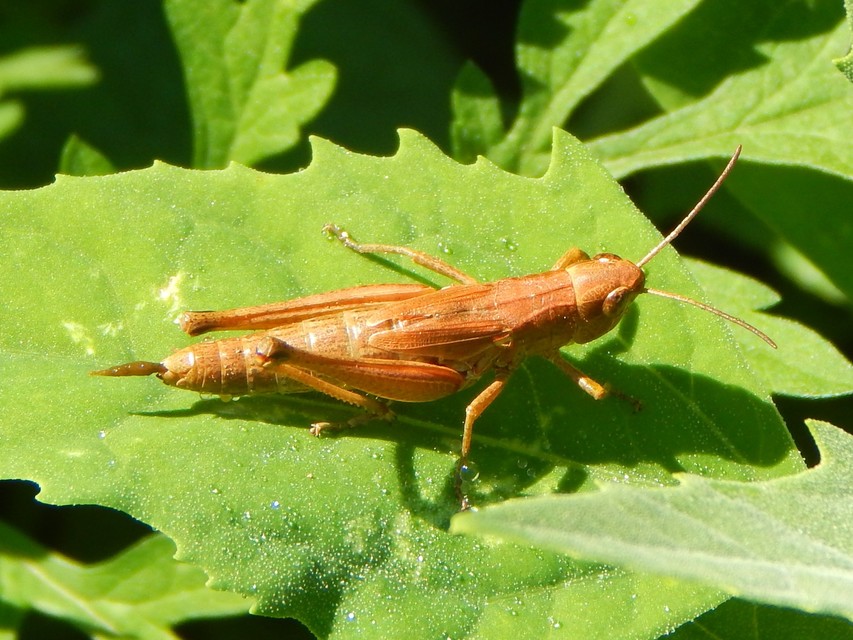Pseudochorthippus parallelus - közönséges rétisáska
