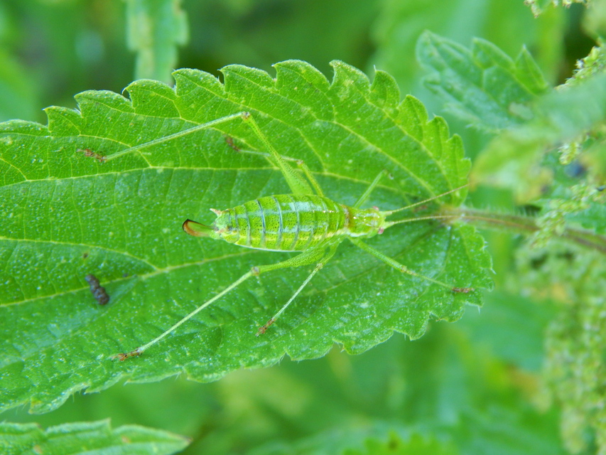 Leptophyes albovittata - közönséges virágszöcske