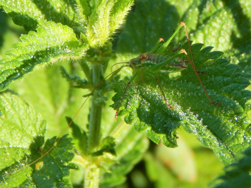 Leptophyes albovittata - közönséges virágszöcske