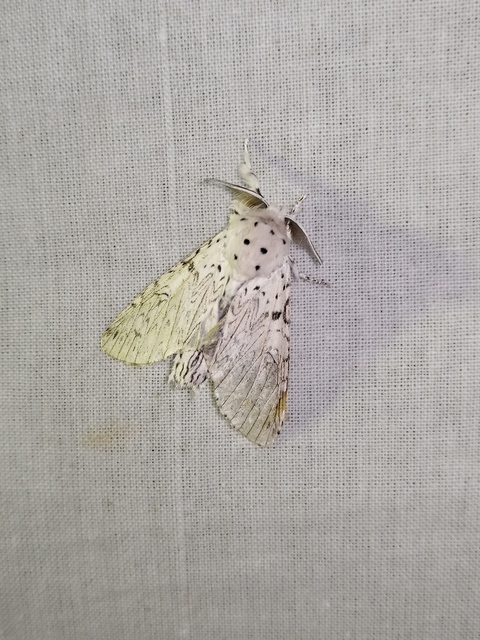 Cerura erminea - hermelin-púposszövő Cerura erminea - hermelin-púposszövő