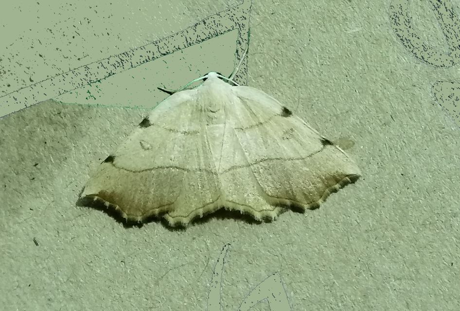 Eilicrinia trinotata - háromjegyű araszoló