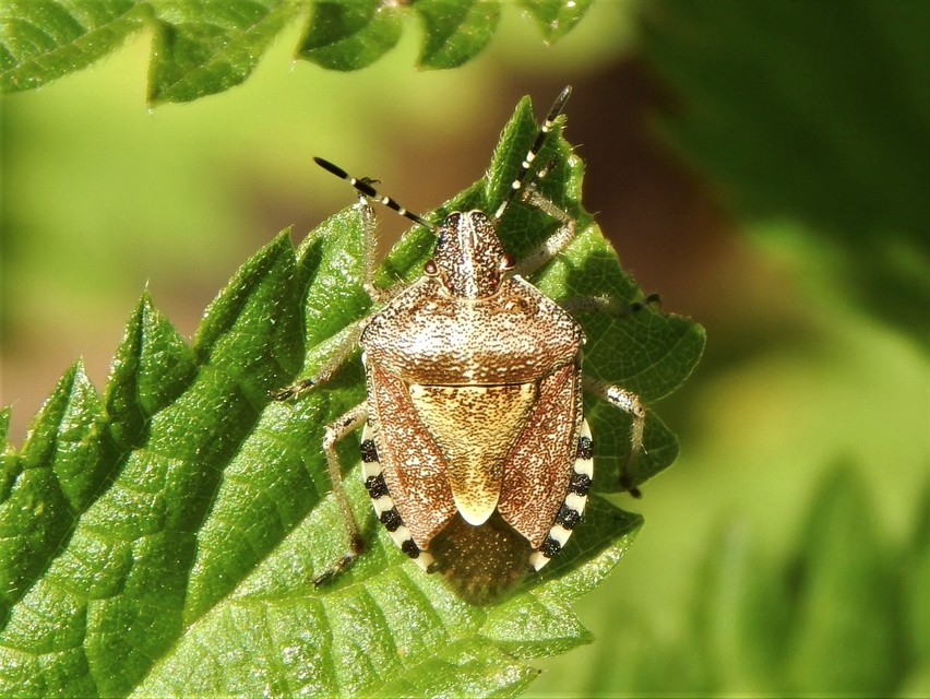 Dolycoris baccarum - közönséges bogyómászó-poloska