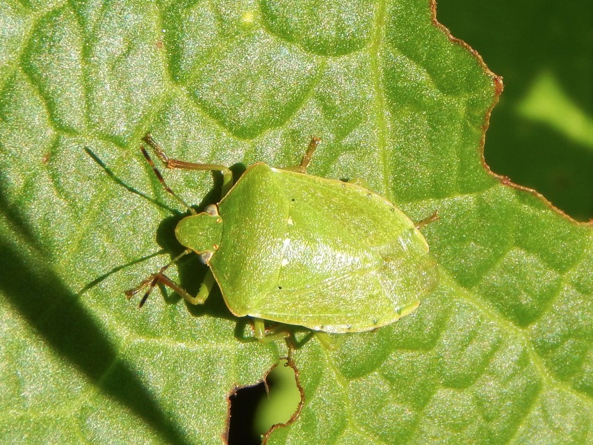 Nezara viridula - zöld vándorpoloska