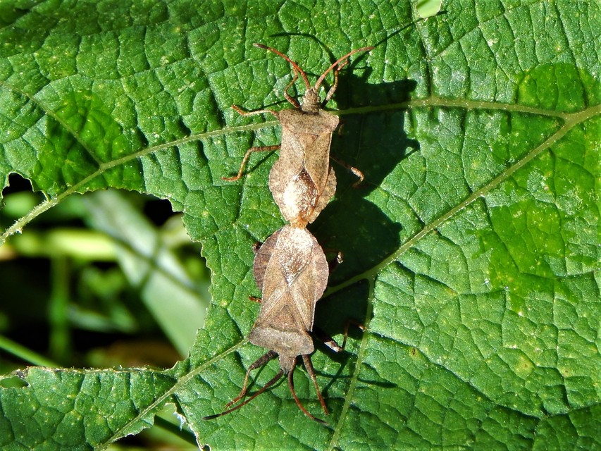 Coreus marginatus - közönséges karimáspoloska