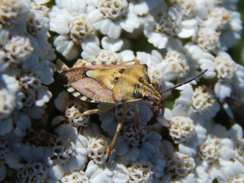 Carpocoris