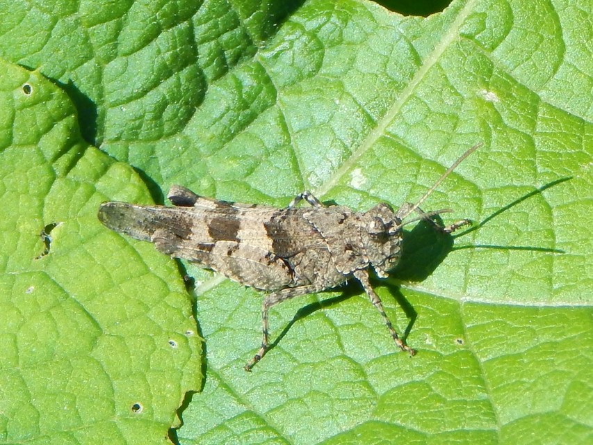 Oedipoda caerulescens - kékszárnyú sáska