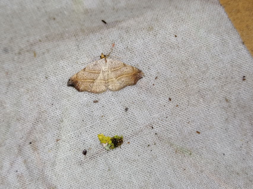 Laspeyria flexula - zuzmóbagoly