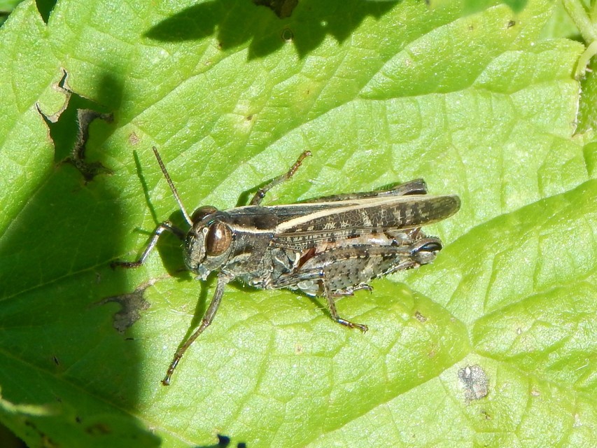 Calliptamus italicus - olaszsáska