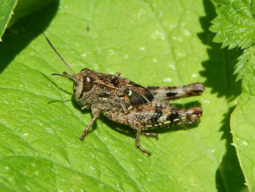 Calliptamus italicus - olaszsáska
