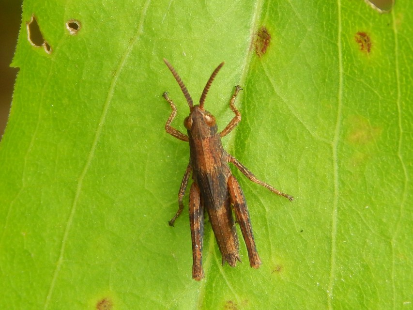 Chorthippus (Chorthippus) (subgenus)
