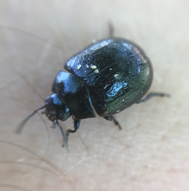 Chrysolina haemoptera - mezei levélbogár
