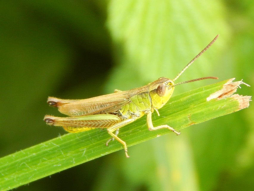 Pseudochorthippus parallelus - közönséges rétisáska