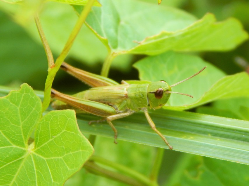 Pseudochorthippus parallelus - közönséges rétisáska