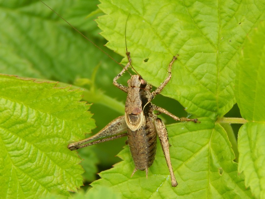 Pholidoptera griseoaptera - szürke avarszöcske