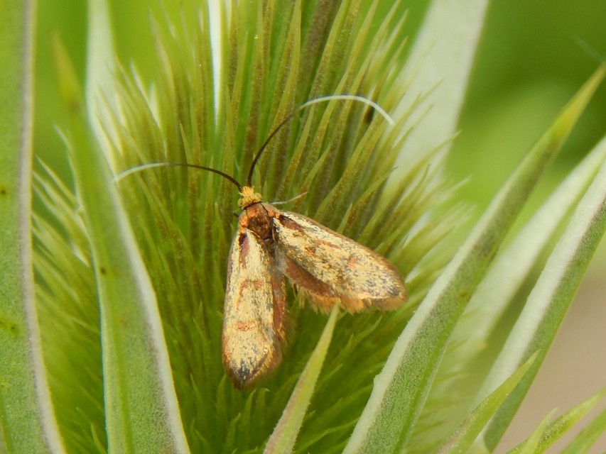 Adelidae - hosszúcsápú-tőrösmolyfélék