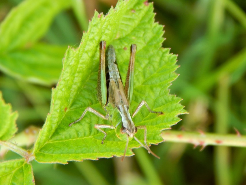 Pseudochorthippus parallelus - közönséges rétisáska
