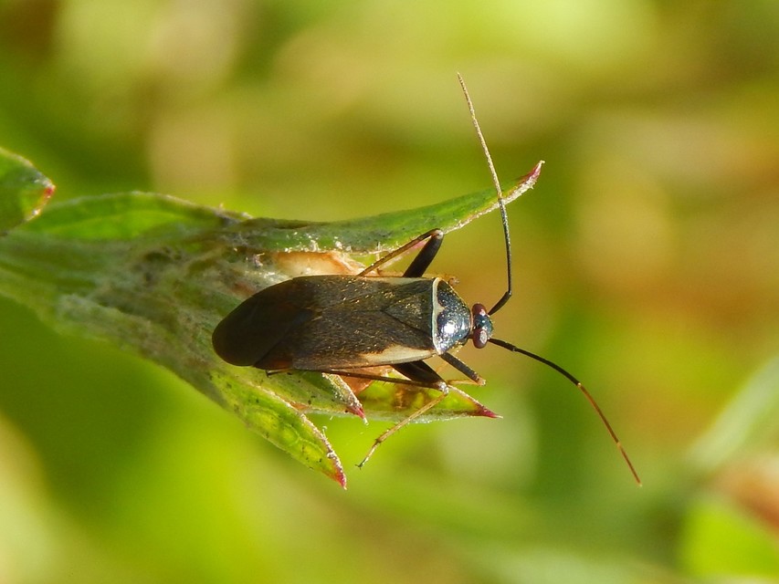 Adelphocoris seticornis - szegélyes mezeipoloska