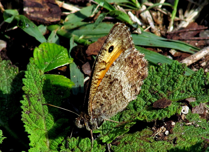 Arethusana arethusa - közönséges szemeslepke