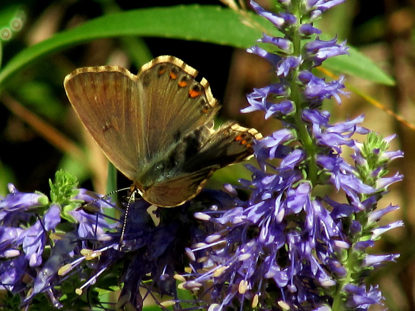 Polyommatus coridon - ezüstkék boglárka