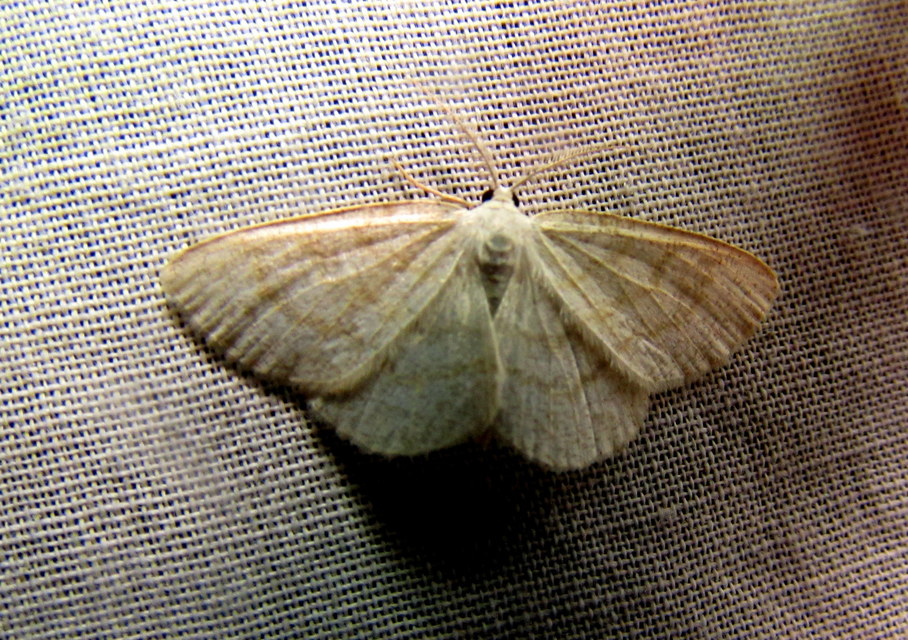 Cabera exanthemata - pettyes égeraraszoló