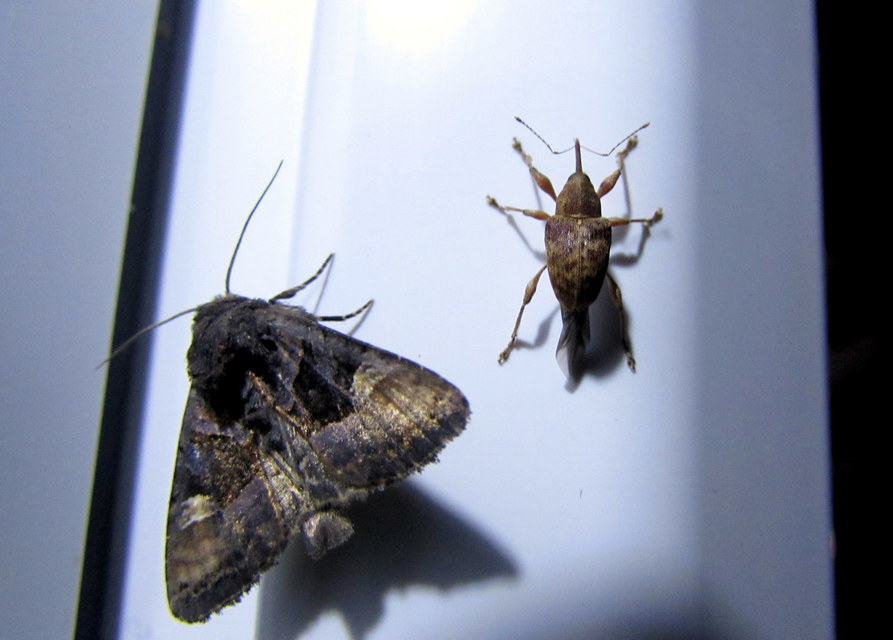 Euplexia lucipara - szeder-csipkésbagoly