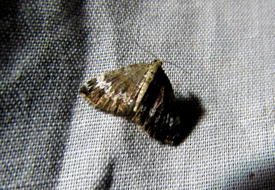 Perizoma alchemillata - árvacsalán-araszoló