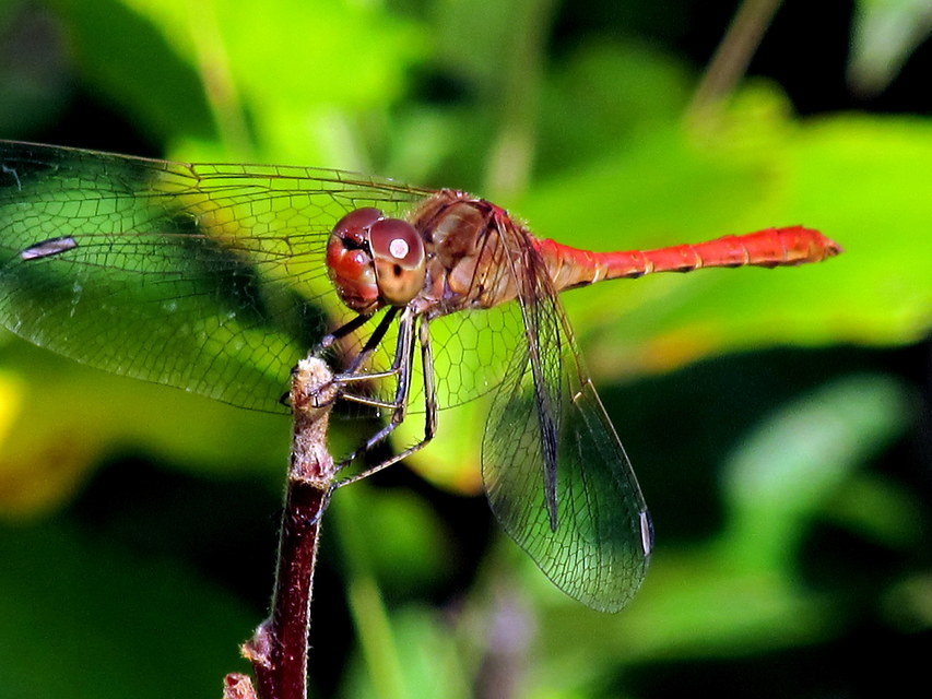 Sympetrum meridionale - fakó katona-szitakötő