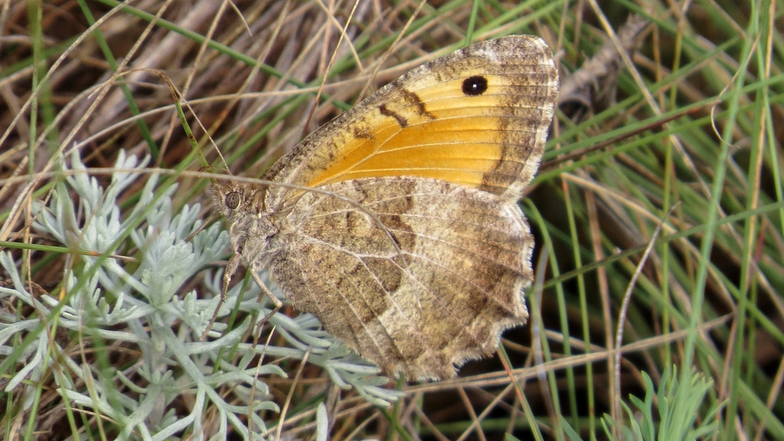 Arethusana arethusa - közönséges szemeslepke