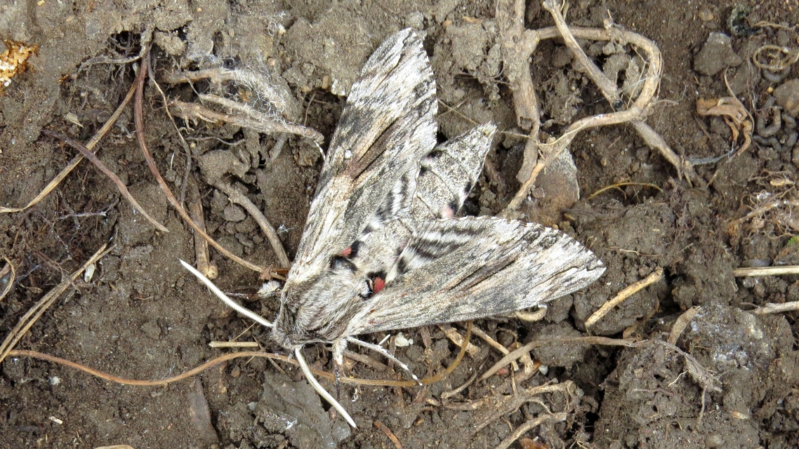 Agrius convolvuli - szulákszender