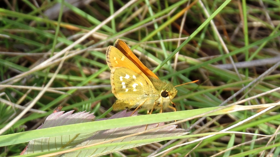 Hesperia comma - vesszős busalepke