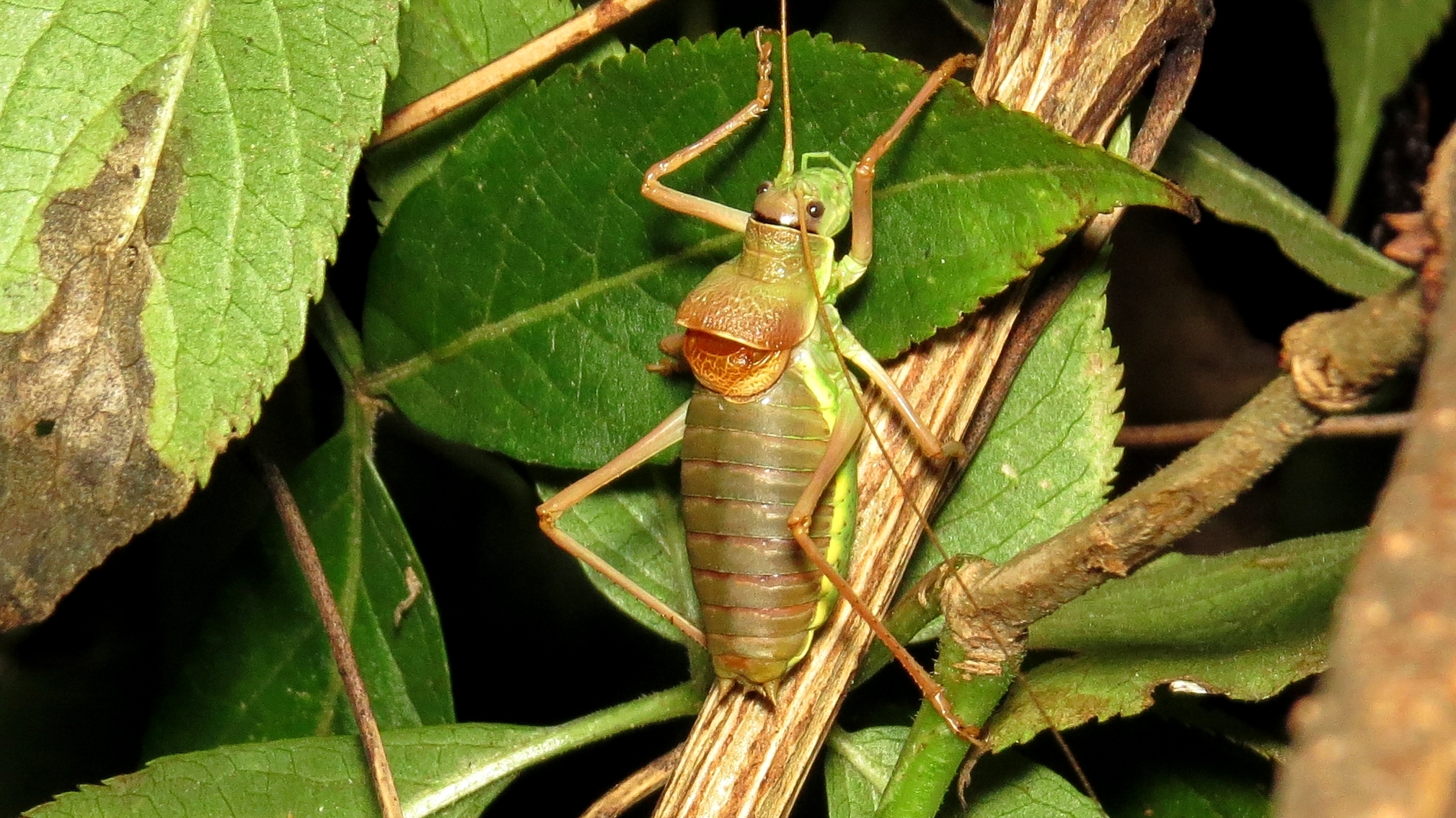 Ephippiger ephippiger - nyergesszöcske