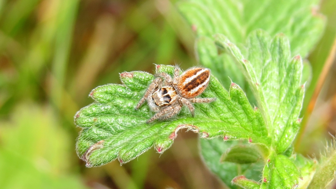 Philaeus chrysops - piros ugrópók