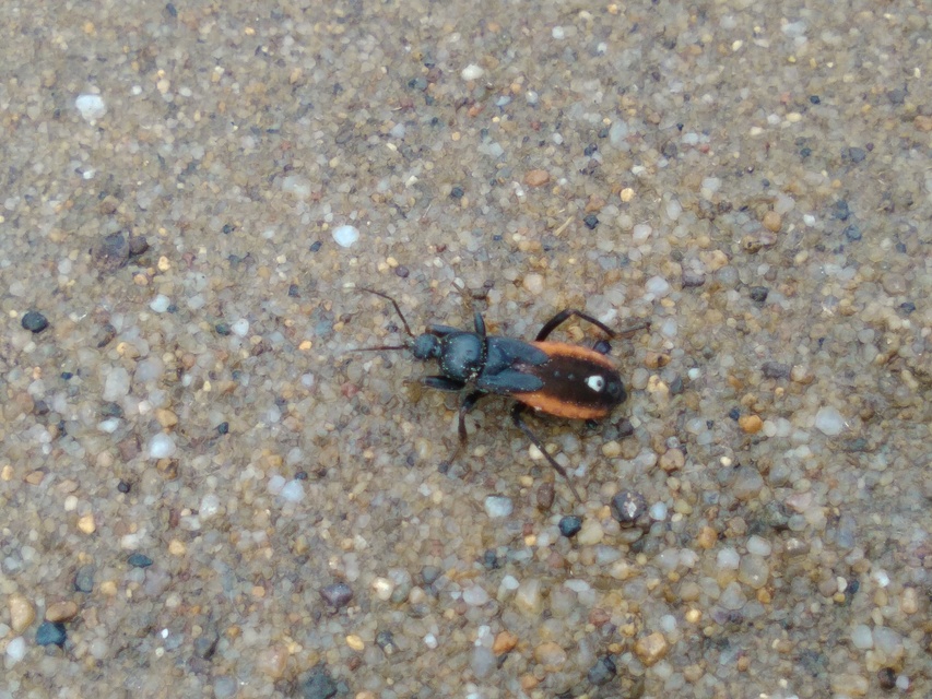 Peirates hybridus - foltos rablópoloska